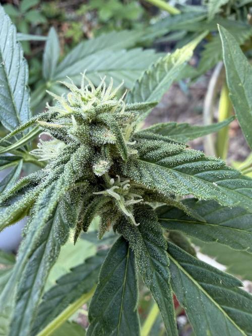 The Hobbit Hole Outdoor Grow 2026. Week 8