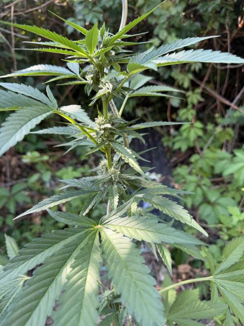 The Hobbit Hole Outdoor Grow 2026. Week 8