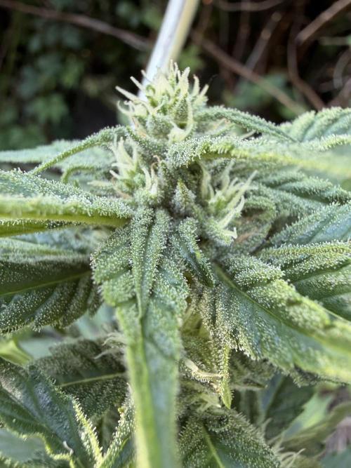 The Hobbit Hole Outdoor Grow 2026. Week 8