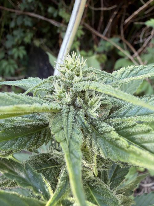 The Hobbit Hole Outdoor Grow 2026. Week 8