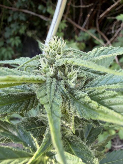 The Hobbit Hole Outdoor Grow 2026. Week 8