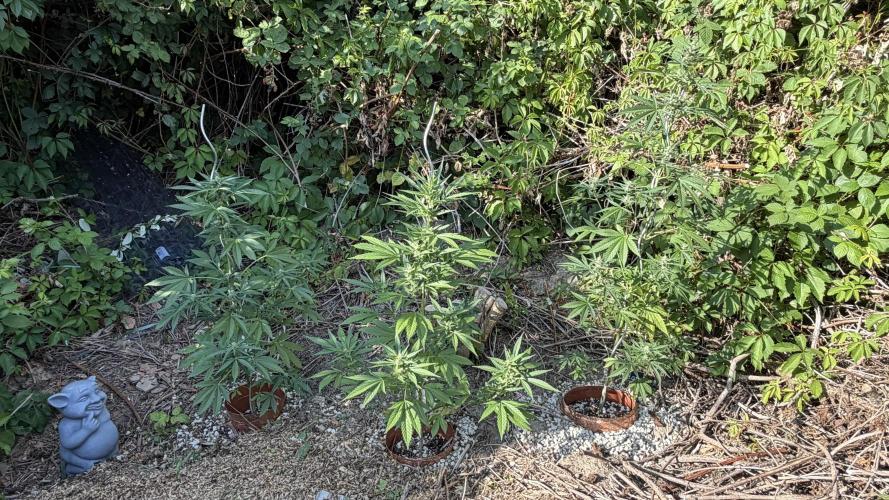 The Hobbit Hole Outdoor Grow 2026. Week 8