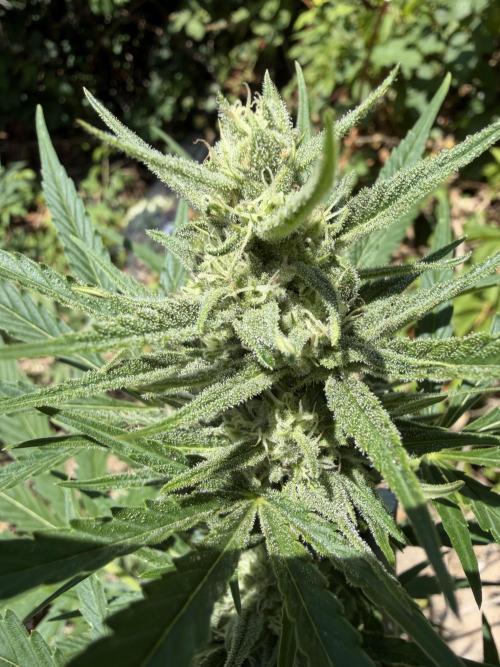 The Hobbit Hole Outdoor Grow 2026. Week 8