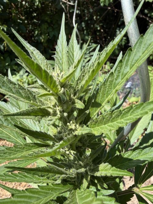 The Hobbit Hole Outdoor Grow 2026. Week 8