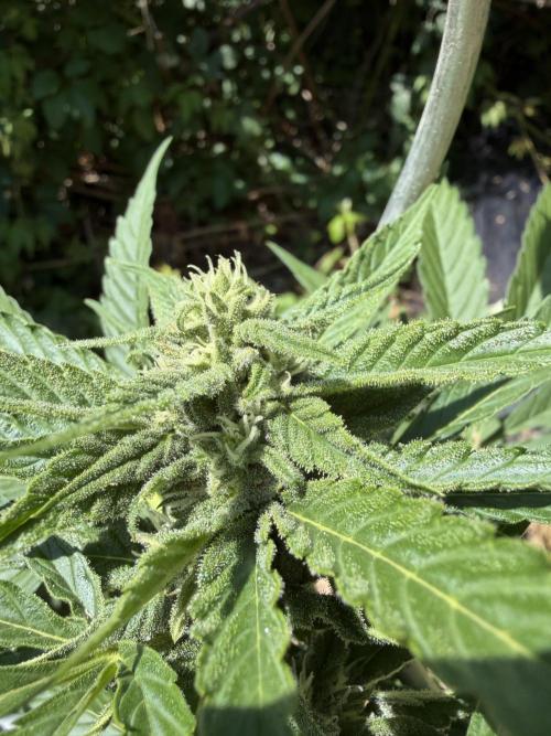 The Hobbit Hole Outdoor Grow 2026. Week 8