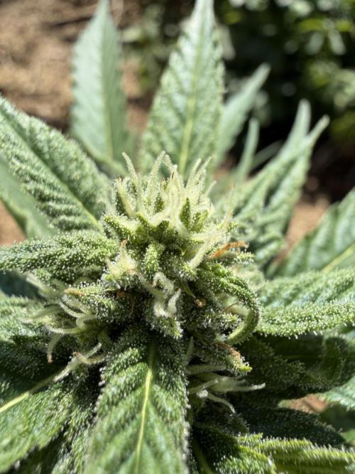 The Hobbit Hole Outdoor Grow 2026. Week 8