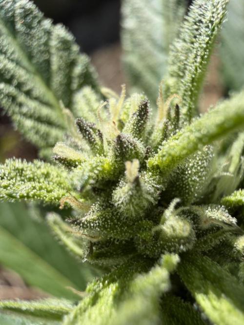 The Hobbit Hole Outdoor Grow 2026. Week 8