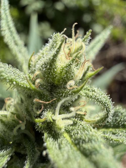 The Hobbit Hole Outdoor Grow 2026. Week 8