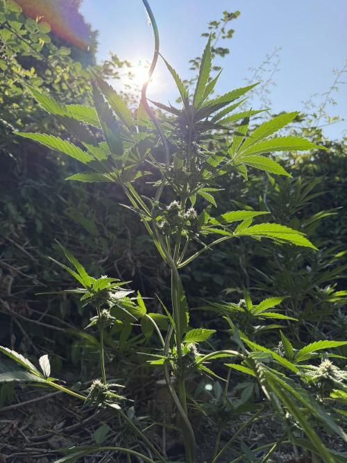 The Hobbit Hole Outdoor Grow 2026. Week 8
