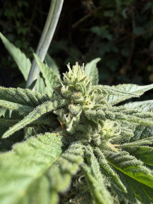 The Hobbit Hole Outdoor Grow 2026. Week 8