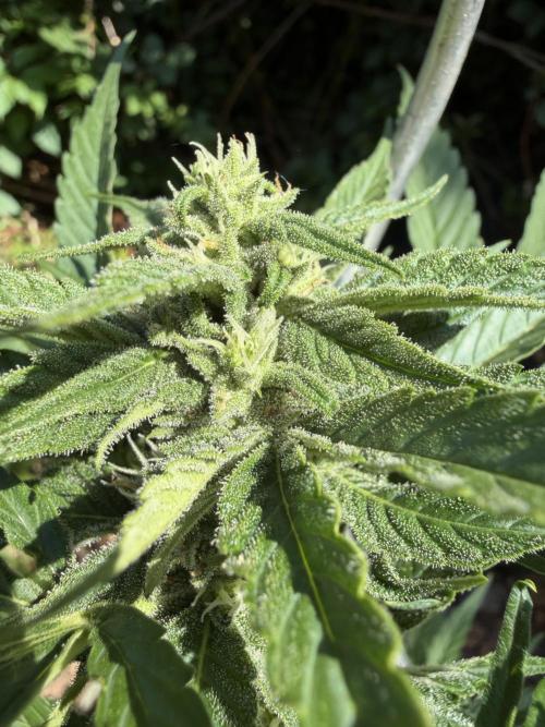 The Hobbit Hole Outdoor Grow 2026. Week 8