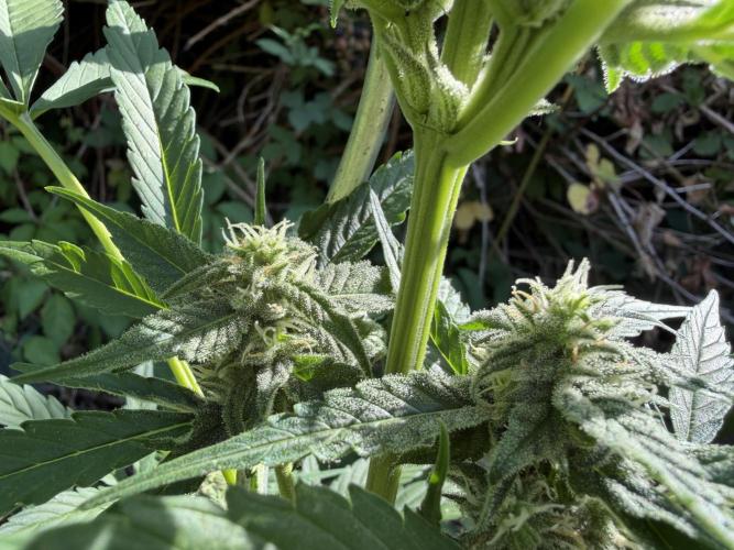 The Hobbit Hole Outdoor Grow 2026. Week 8