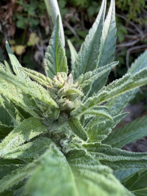 The Hobbit Hole Outdoor Grow 2026. Week 8