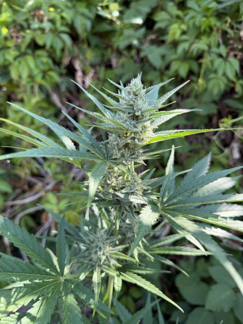 The Hobbit Hole Outdoor Grow 2026. Week 8