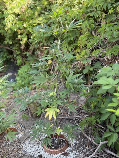 The Hobbit Hole Outdoor Grow 2026. Week 8