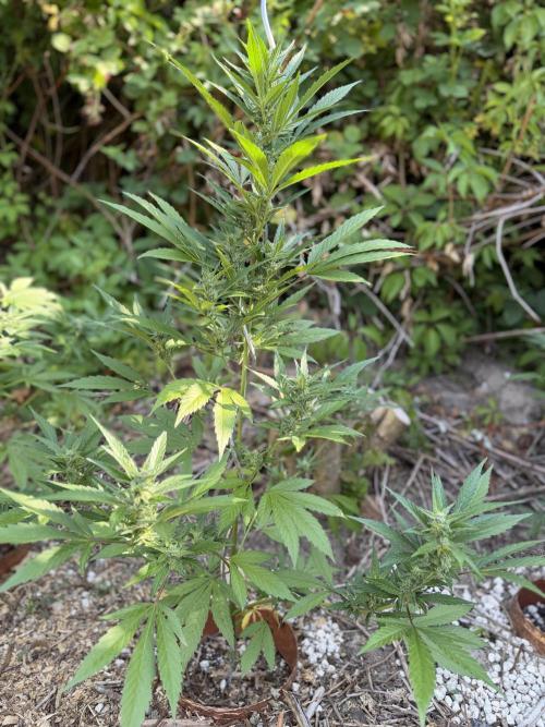 The Hobbit Hole Outdoor Grow 2026. Week 8
