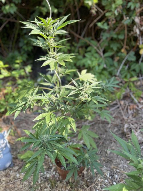 The Hobbit Hole Outdoor Grow 2026. Week 8