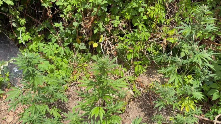 The Hobbit Hole Outdoor Grow 2026