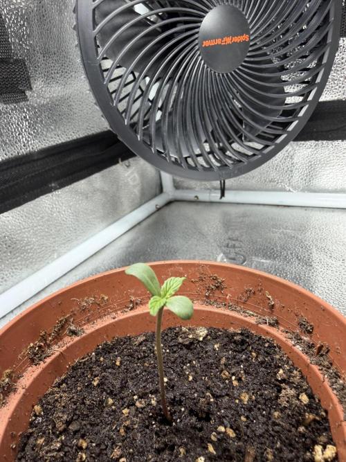 AUTO MALAWI X N.LIGHTS. Week 1