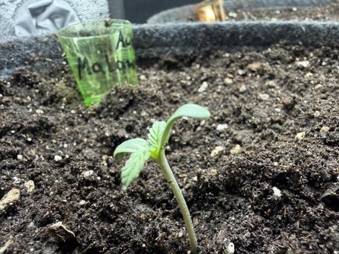 AUTO MALAWI X N.LIGHTS. Week 1