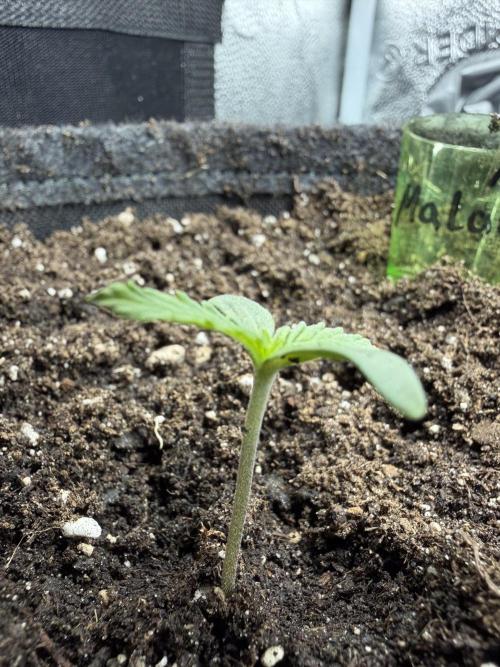 AUTO MALAWI X N.LIGHTS. Week 1