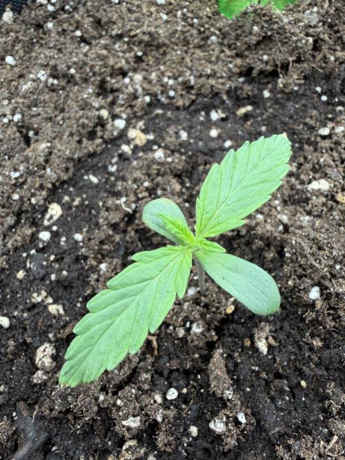 AUTO MALAWI X N.LIGHTS. Week 1