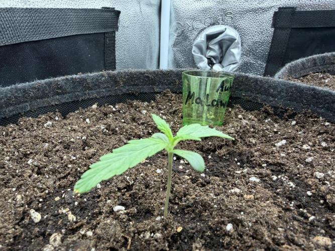 AUTO MALAWI X N.LIGHTS. Week 1