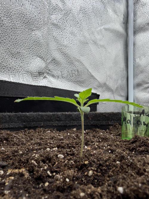 AUTO MALAWI X N.LIGHTS. Week 1