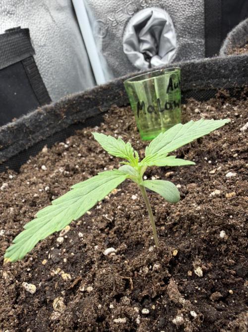 AUTO MALAWI X N.LIGHTS. Week 1