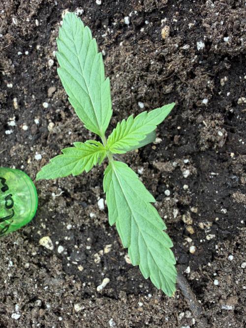 Auto Malawi x Northern Lights Fem. Week 1