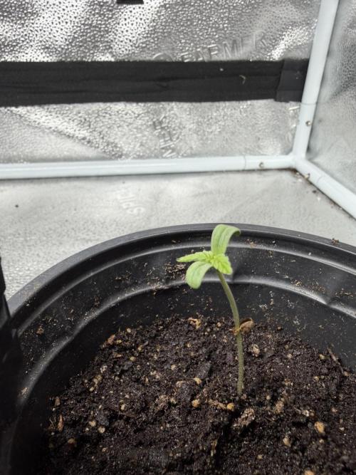 Zamaldelica Auto. Week 1