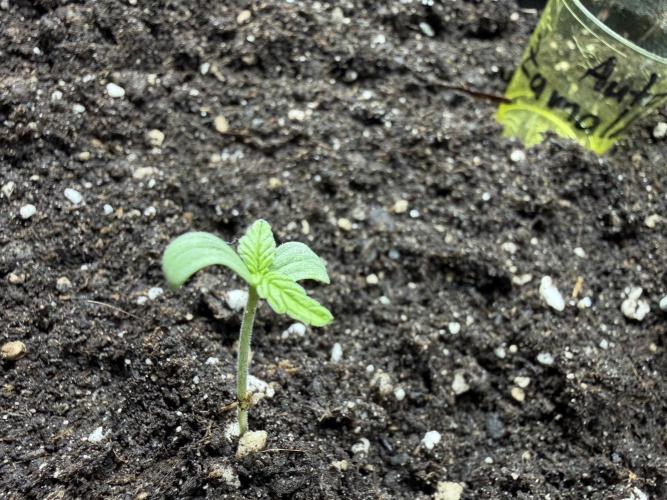 Zamaldelica Auto. Week 1