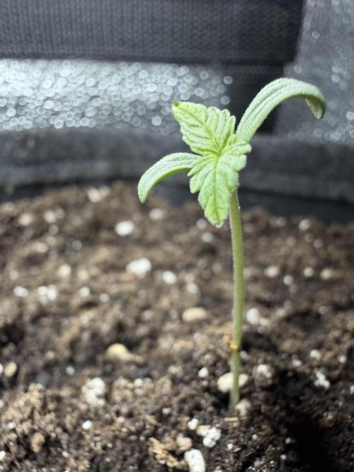 Zamaldelica Auto. Week 1