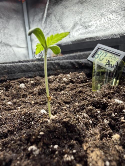 Zamaldelica Auto. Week 1