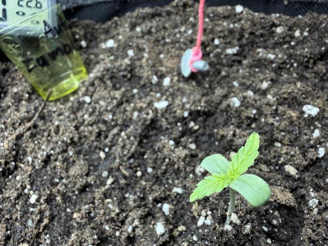 Zamaldelica Auto. Week 1