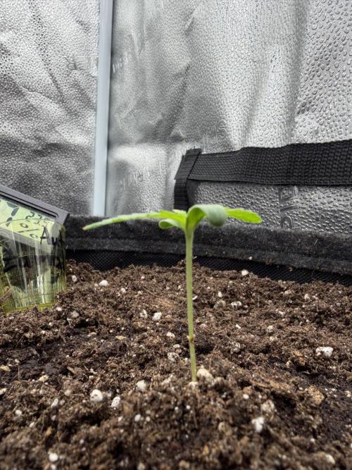 Zamaldelica Auto. Week 1
