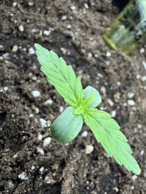 Zamaldelica Auto. Week 1