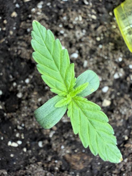 Zamaldelica Auto. Week 1