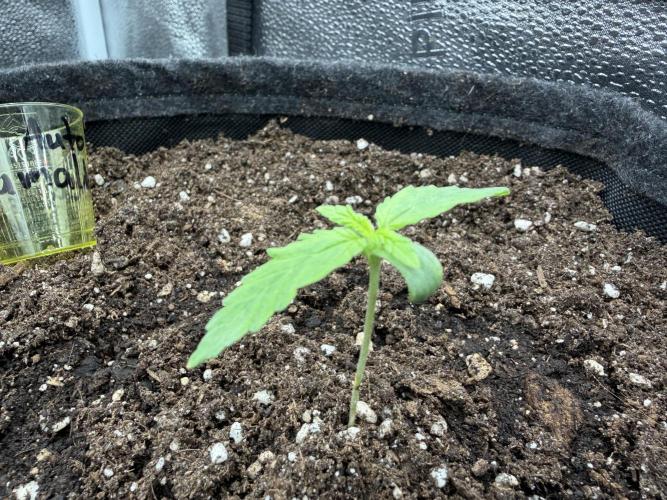 Zamaldelica Auto. Week 1