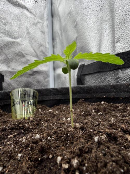 Zamaldelica Auto. Week 1