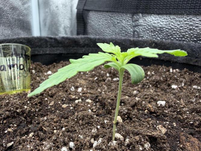 Zamaldelica Auto. Week 1
