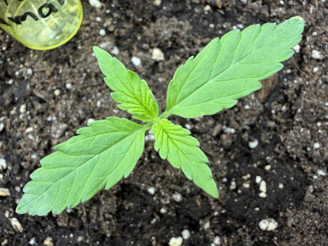 Zamaldelica Auto. Week 1