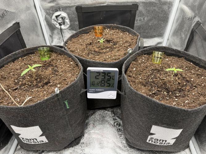 Zamaldelica Auto. Week 1