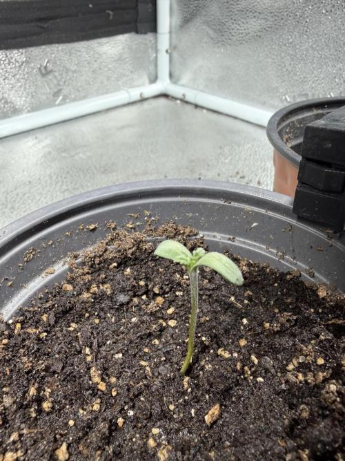 Frosty‘s Auto Freak. Week 1