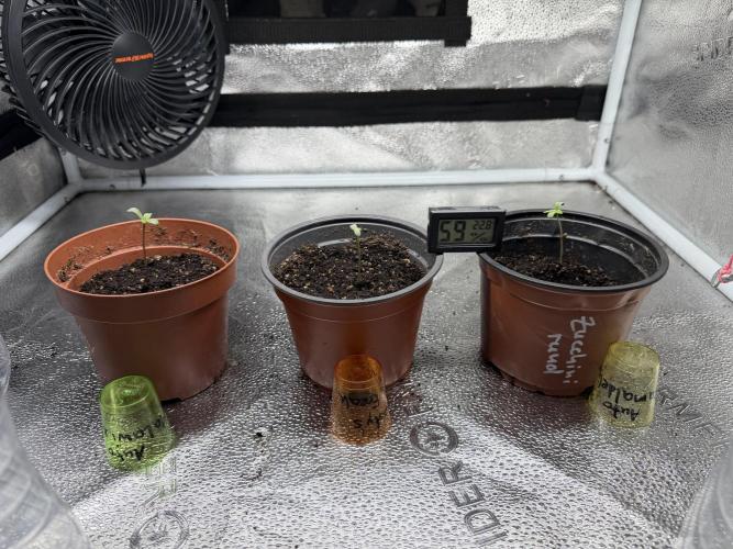 Frosty‘s Auto Freak. Week 1