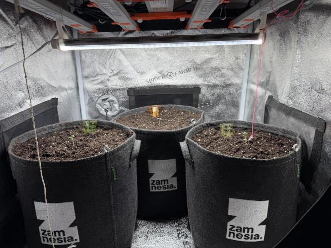 Frosty‘s Auto Freak. Week 1