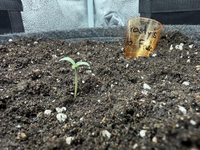 Frosty‘s Auto Freak. Week 1