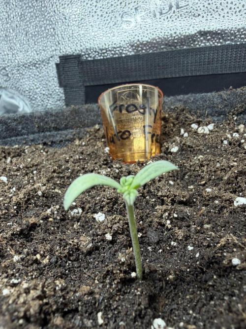 Frosty‘s Auto Freak. Week 1