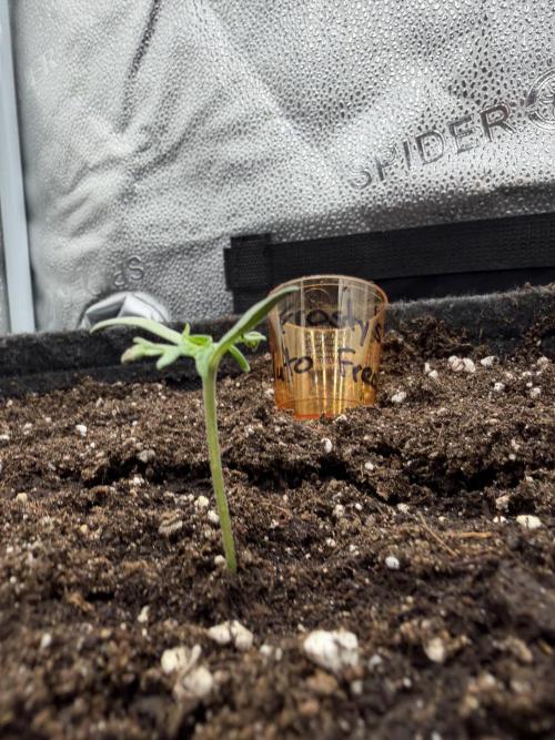 Frosty‘s Auto Freak. Week 1