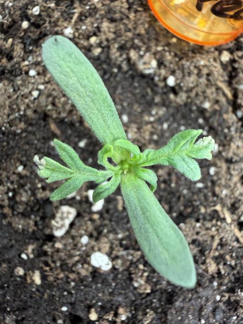 Frosty‘s Auto Freak. Week 1